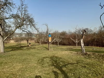 Forsthof Metzingen - Personen bei der Baumpflege auf einer weitläufigen Streuobstwiese an einem sonnigen Tag.