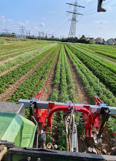 Blick aus dem Traktor auf ein Gemüsefeld mit gleichmäßigen Pflanzreihen und Stromleitungen im Hintergrund.