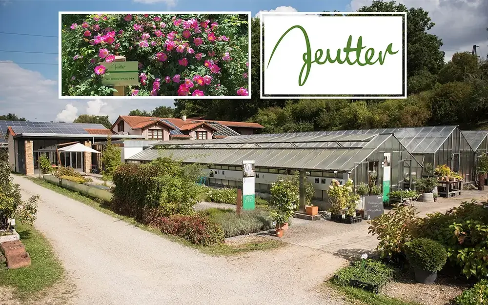 Gärtnerei Jeutter mit großen Gewächshäusern, Verkaufsbereich und blühenden Rosen im Außenbereich.