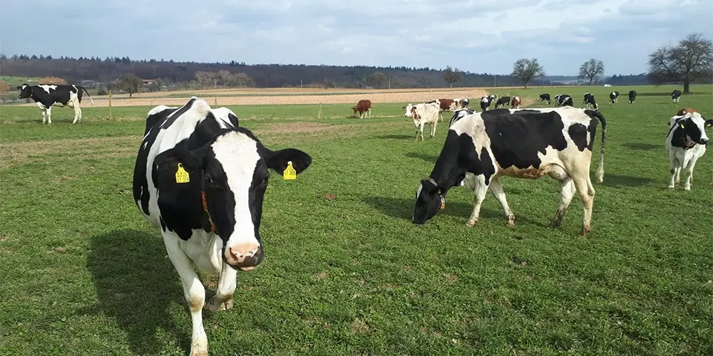Milchhof Knodel - Weidende Milchkühe auf einer grünen Wiese mit weitem Landschaftsblick und vereinzelten Bäumen.