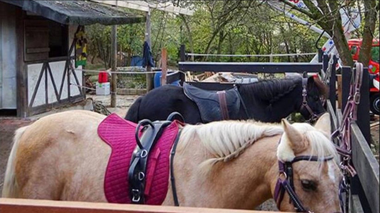 Abenteuerspielplatz Hofen - Ponys mit Sätteln warten auf den Ausritt