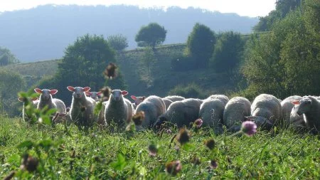 Langenburg Schafskäserei - Schafherde auf einer grünen Weide in hügeliger Landschaft an einem sonnigen Tag.