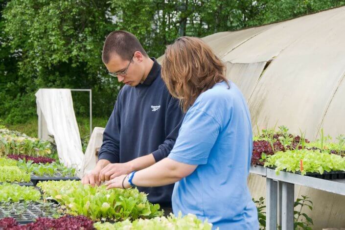 Rotachgärtnerei - Zwei Personen arbeiten gemeinsam an jungen Gemüsepflanzen vor einem Folientunnel in einer Gärtnerei.