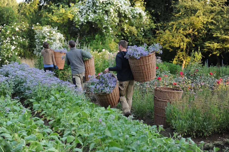Personen ernten violette Blüten in einem üppigen Garten und tragen große gefüllte Erntekörbe zwischen blühenden Pflanzen.