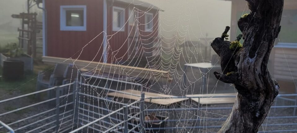 Jugendfarm Waiblingen - Bild vom Gelände im Herbst