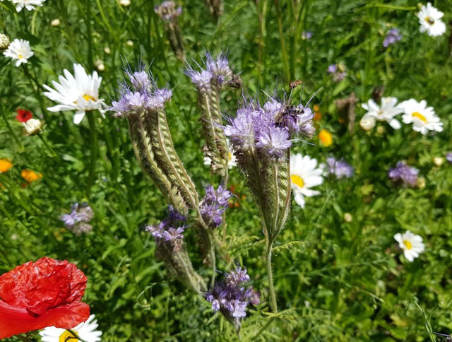 NABU Stuttgart - Bild einer Blumenwiese im Frühling