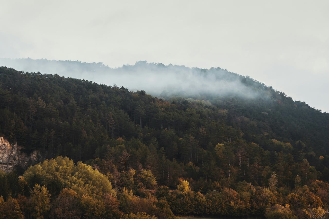 Landschaftsaufnahme eines Waldes am Fuße eines Berges