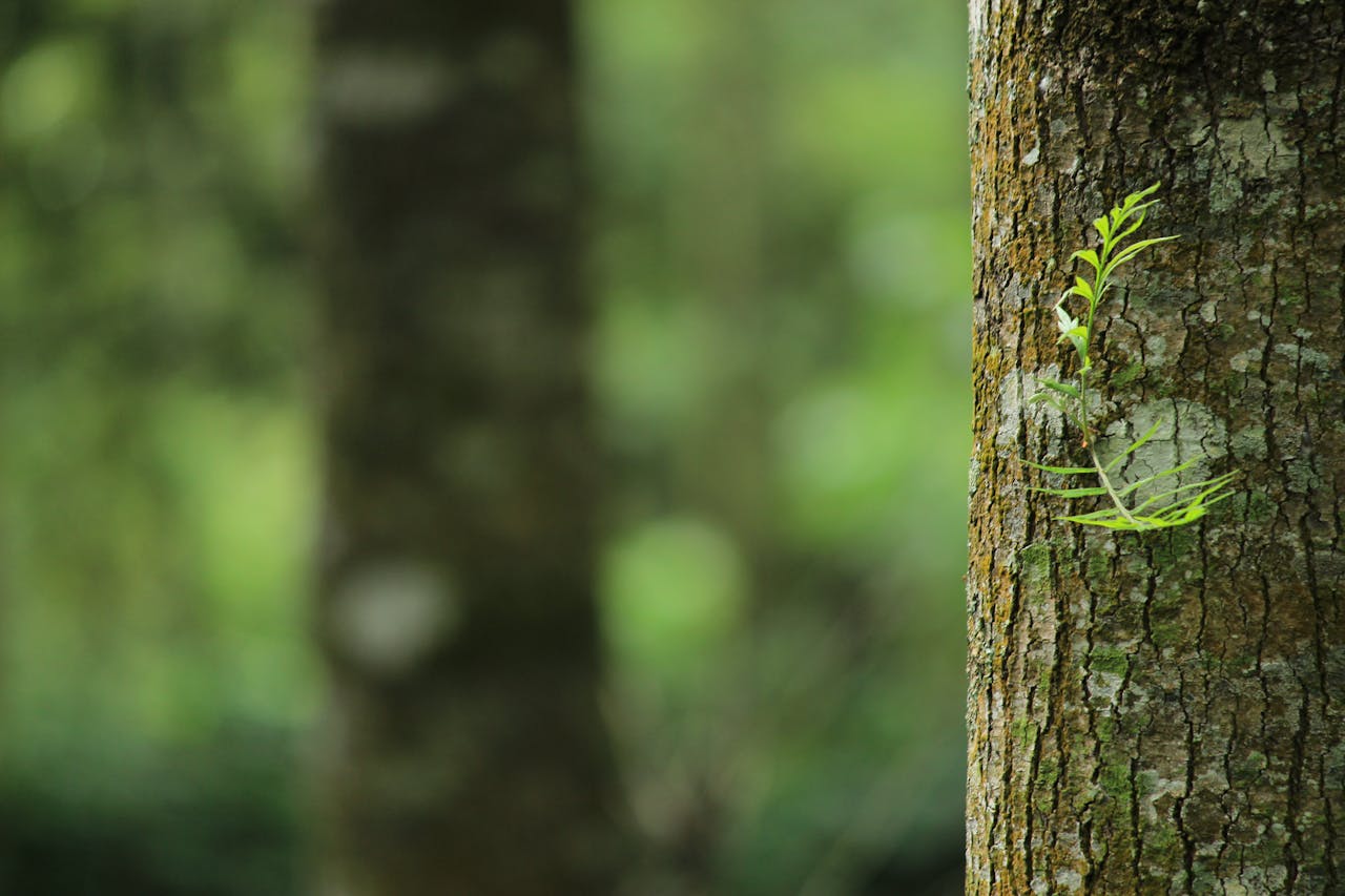 Platzhalterbild - Ein Baum im Wald