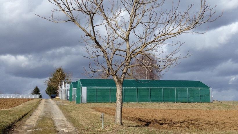 Landwirtschaftliche Gewächshausanlagen auf freiem Feld mit Kiesweg und kahlem Baum unter dramatisch bewölktem Himmel.