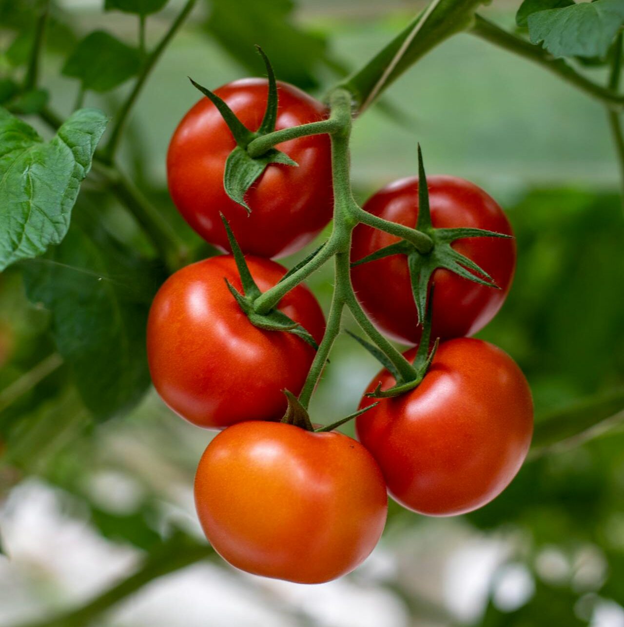 fünf Cherrytomaten am Strauch