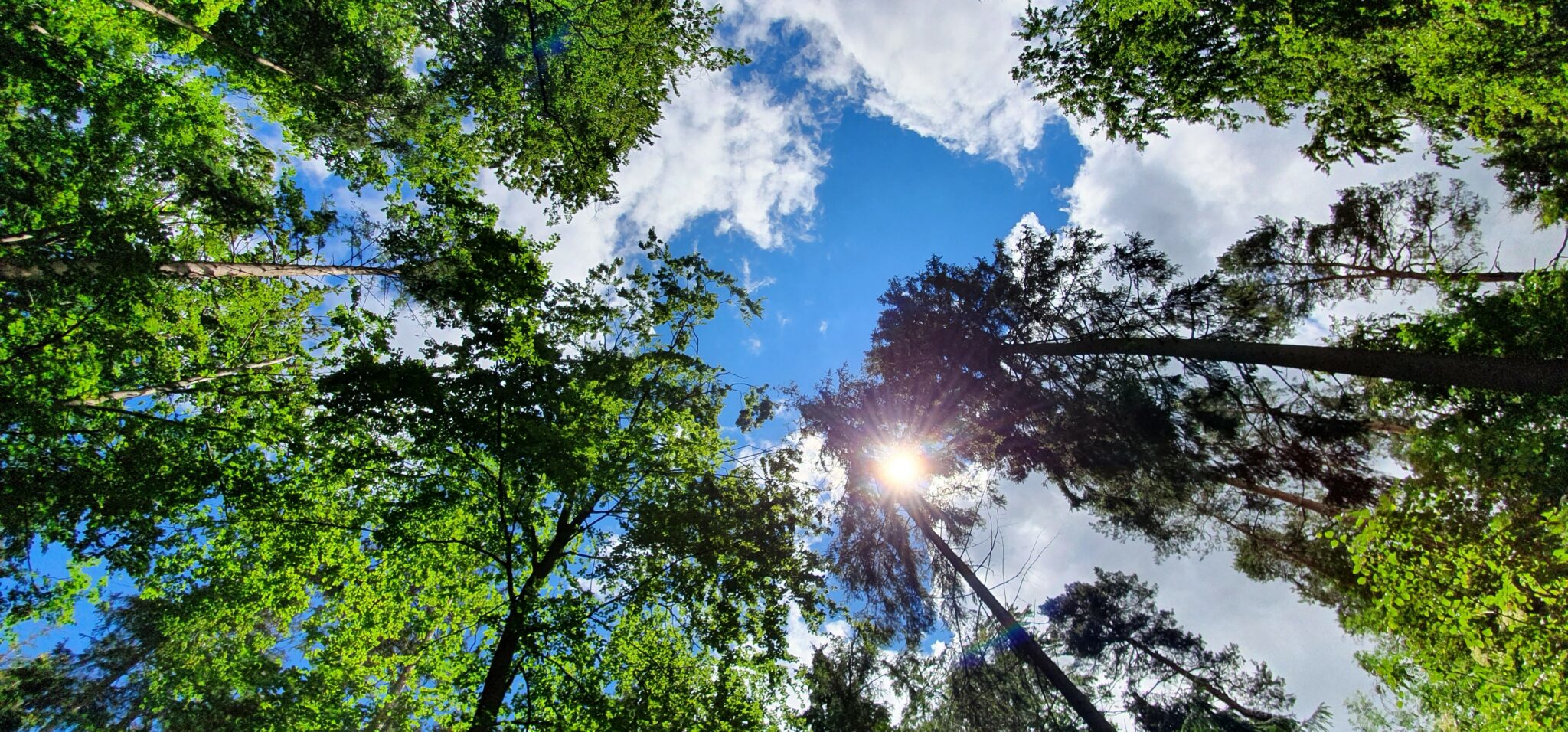 Wurzelkinder Calw Waldkindergarten